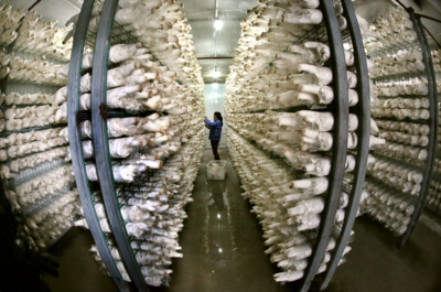 名單公布! 連云港食用菌結(jié)緣粵港澳大灣區(qū)"菜籃子"