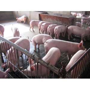 連云港最近仔豬什么價格,在哪里能買到?_農(nóng)副產(chǎn)品_世界工廠網(wǎng)