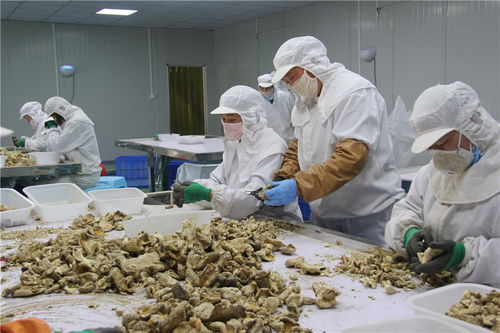 東?？h石湖鄉 小香菇撐起富民大產業